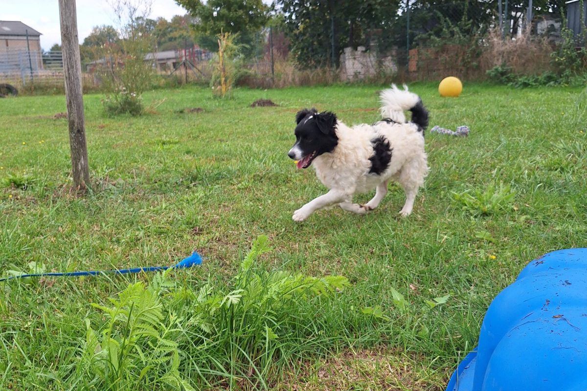 Ronja