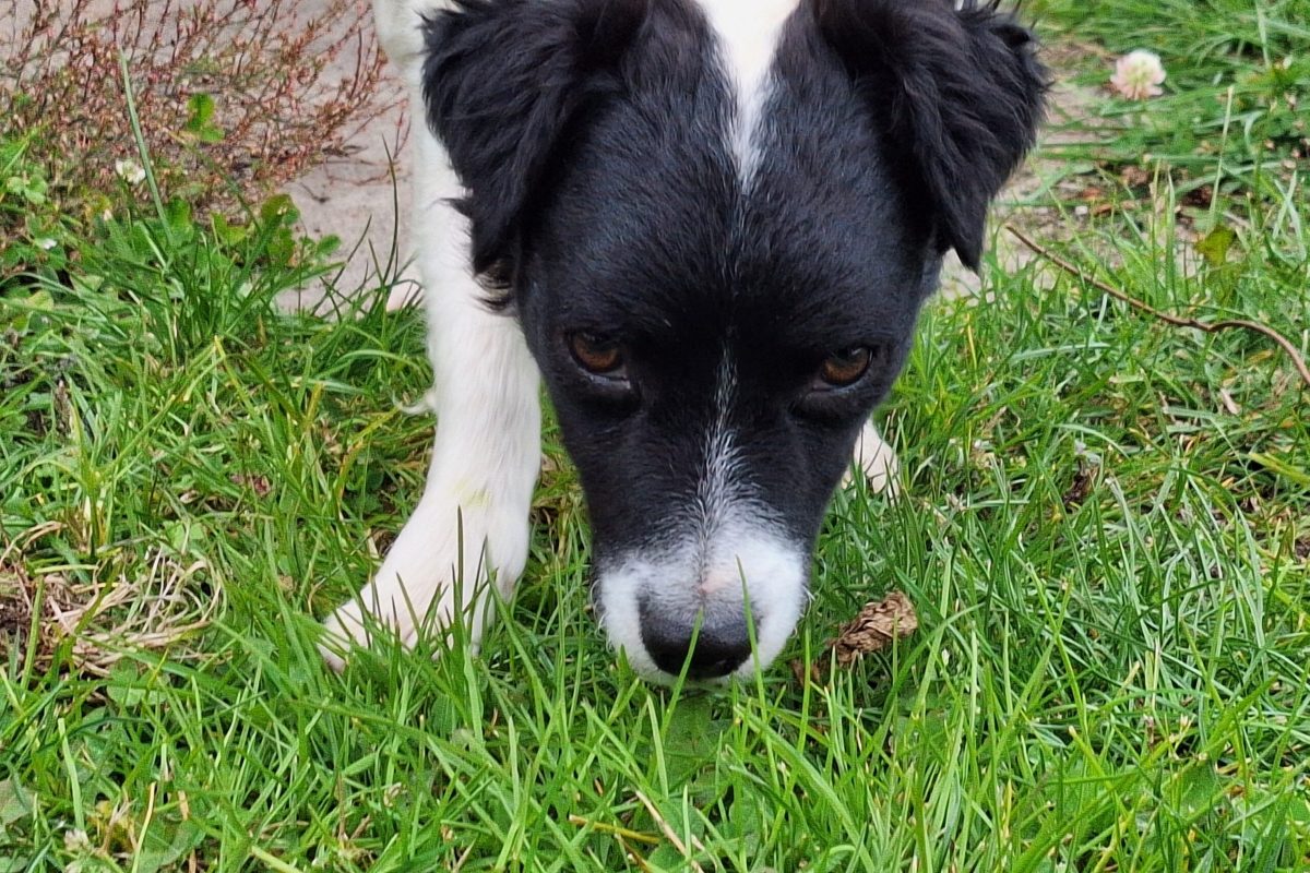 Ronja