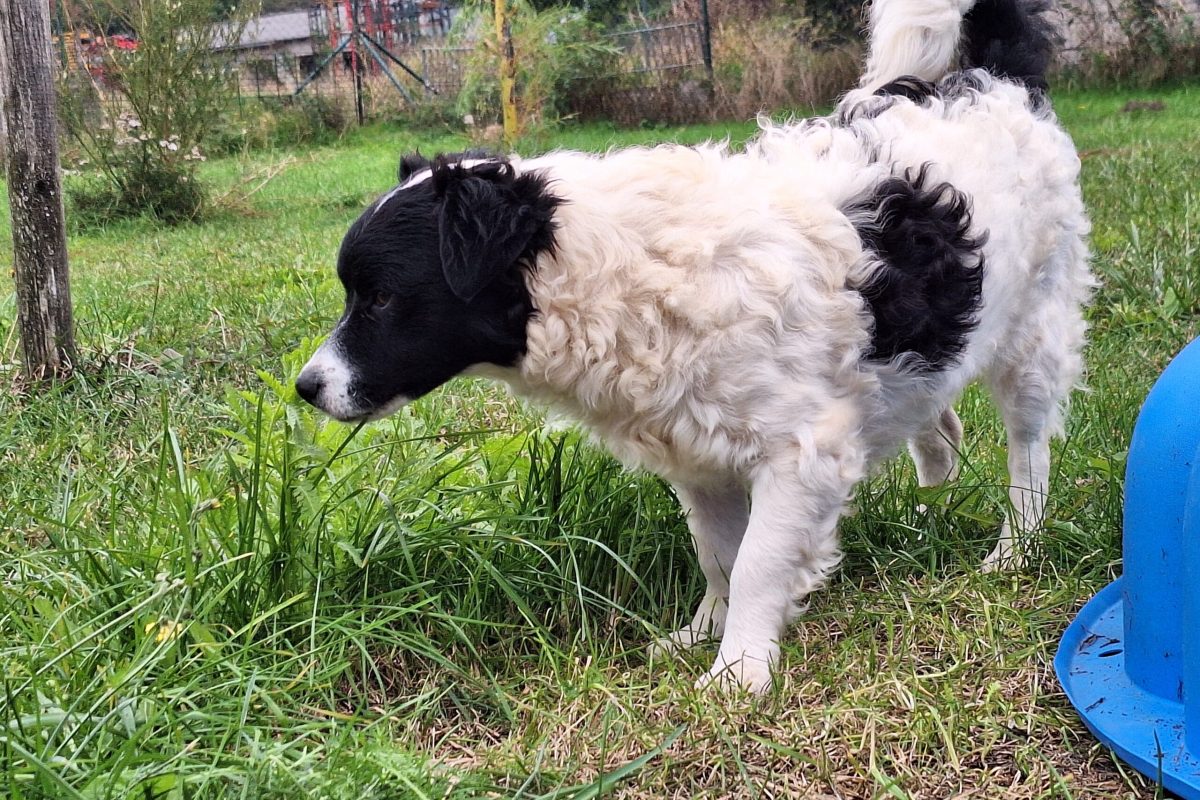 Ronja