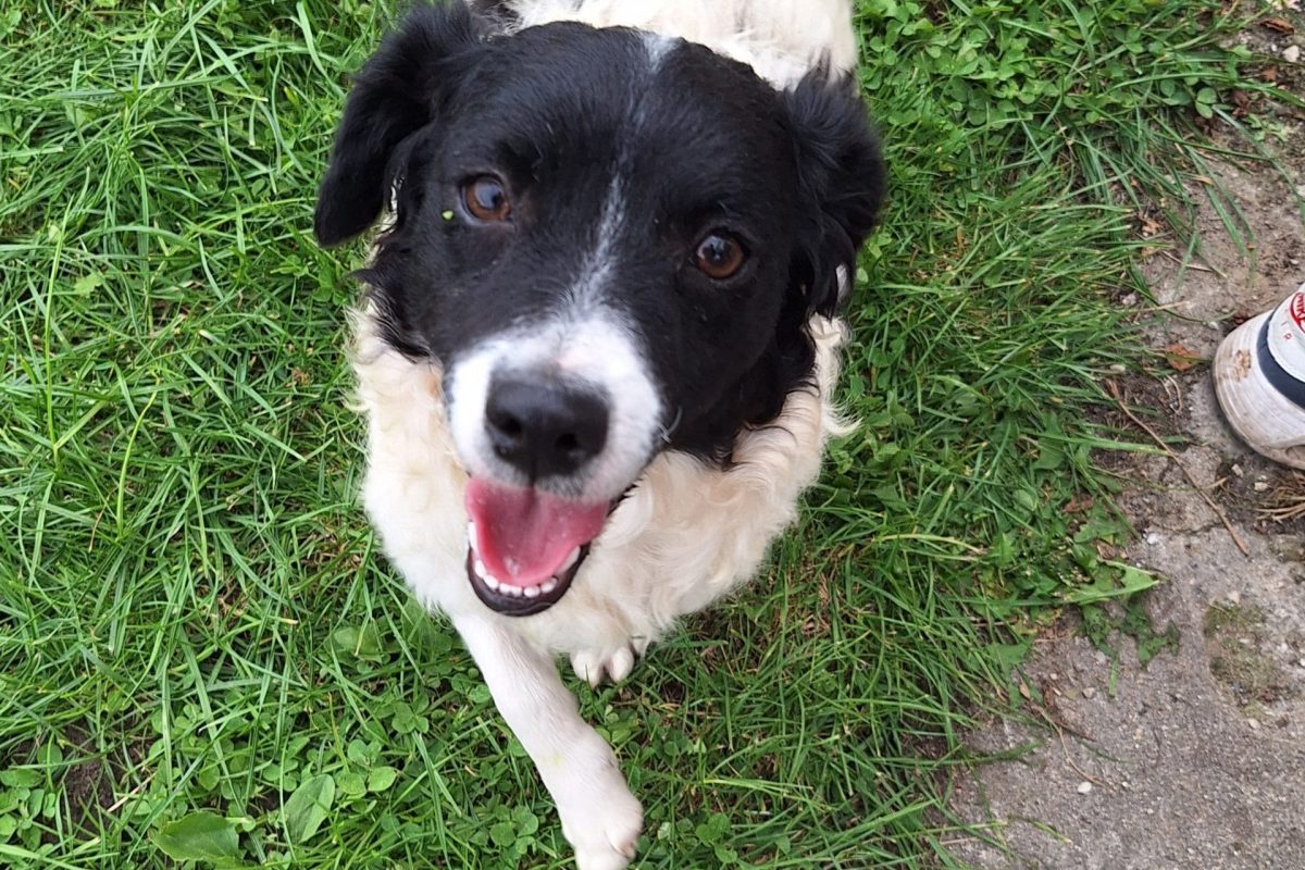 Ronja
