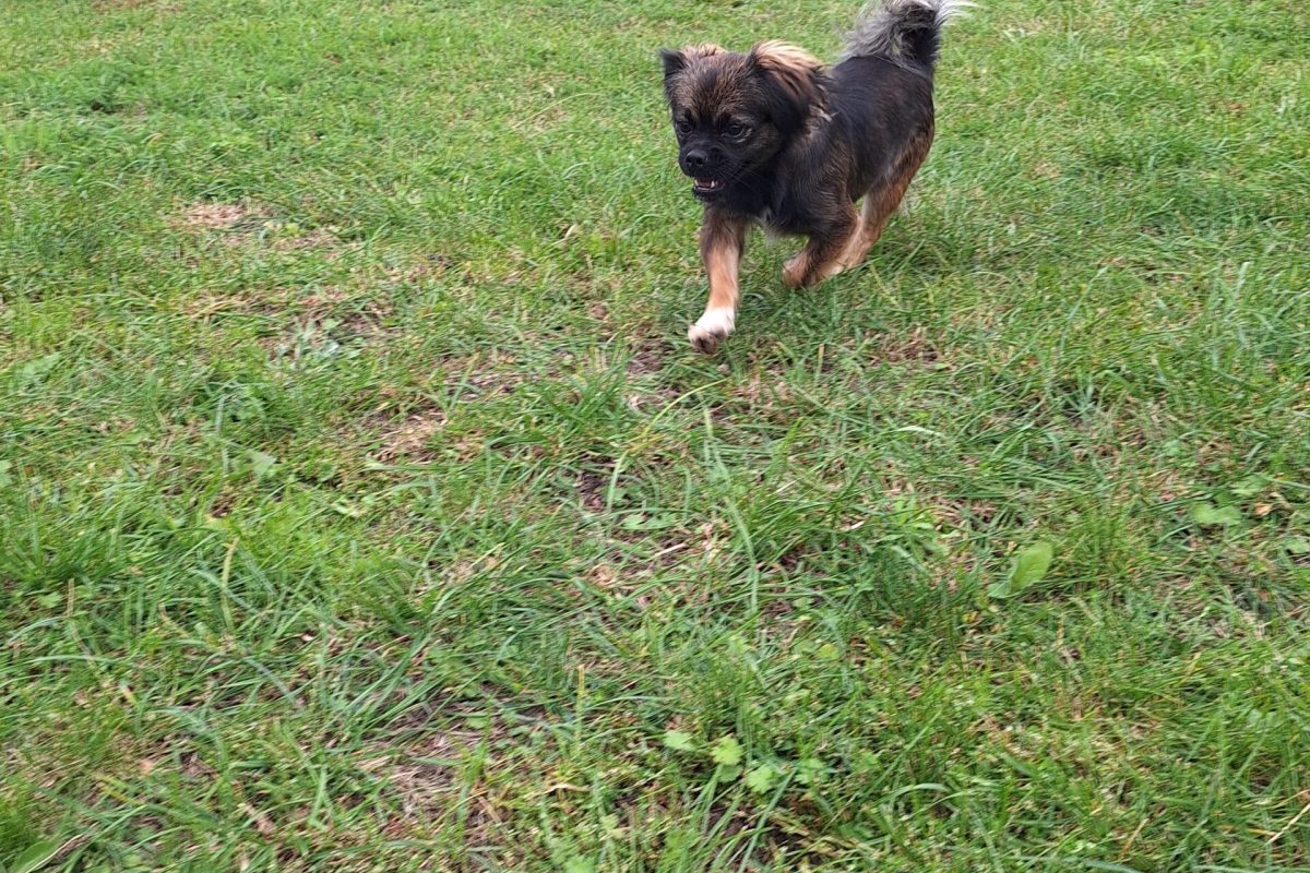 Bella