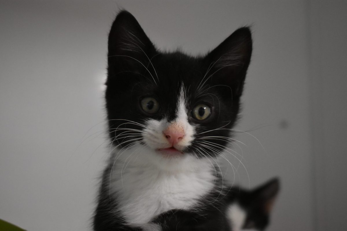 Milo