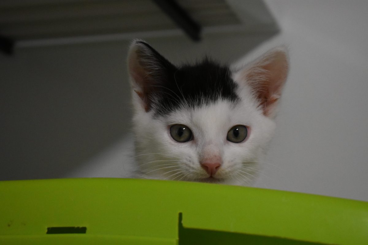 Max