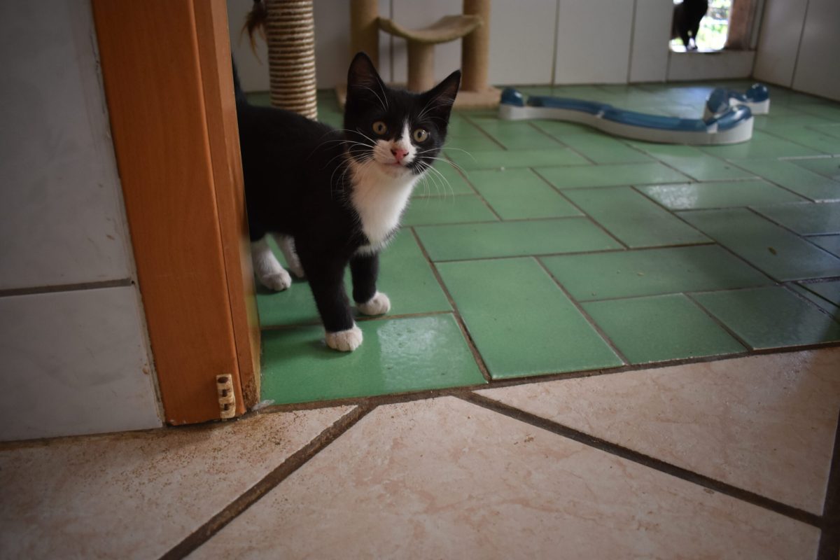 Milo