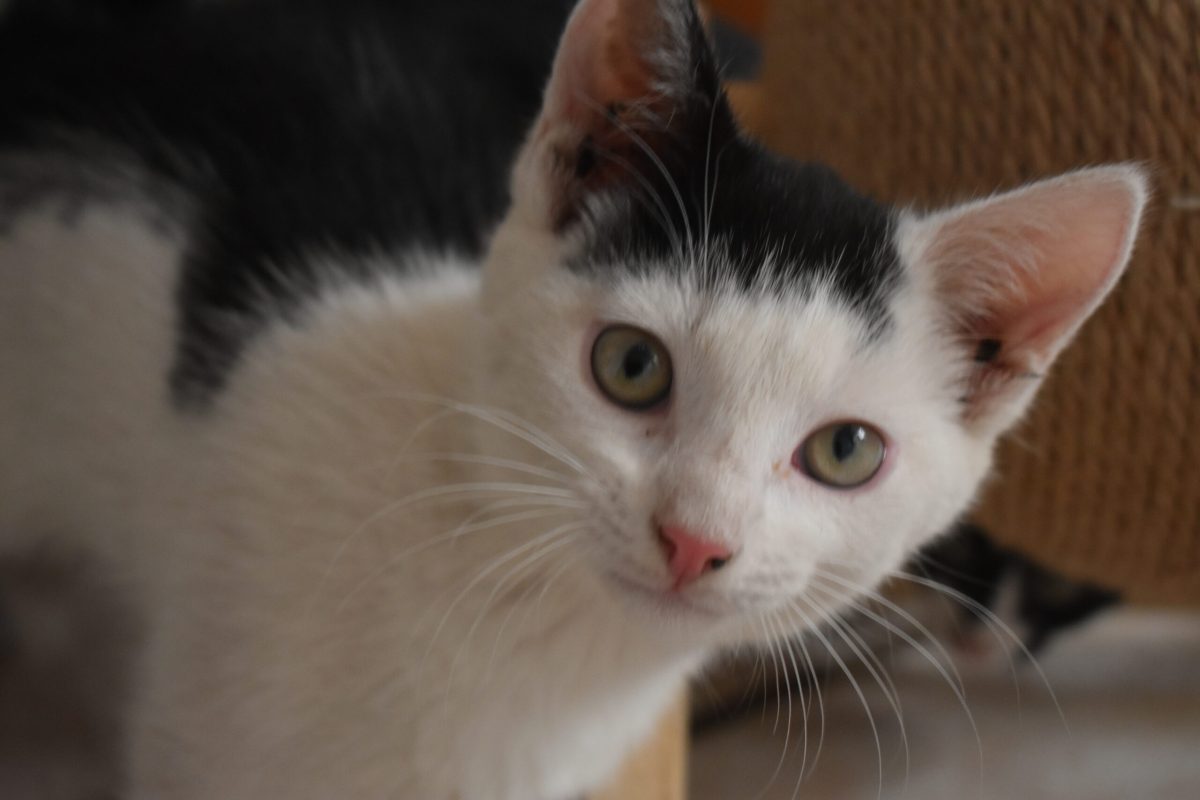 Max