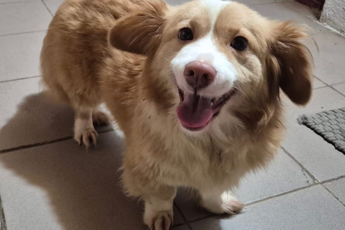 Sammy