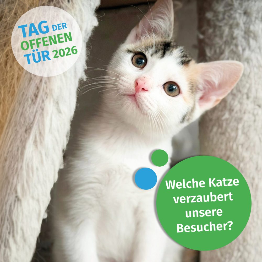KatzenlieblingWebseite