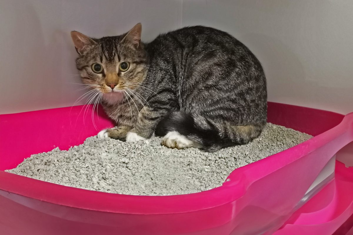 WhatsApp Bild 2025-05-20 um 17.38.02_35836836