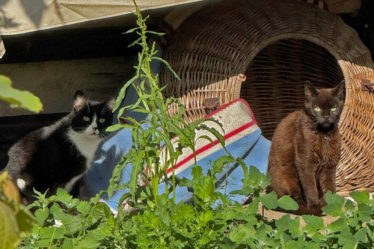 WhatsApp Bild 2025-05-29 um 13.08.57_ff57b0ad