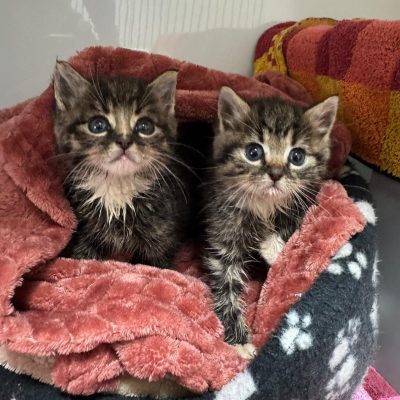 WhatsApp Bild 2025-10-14 um 10.18.05_79a60f22