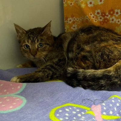 WhatsApp Image 2026-01-28 at 14.10.32