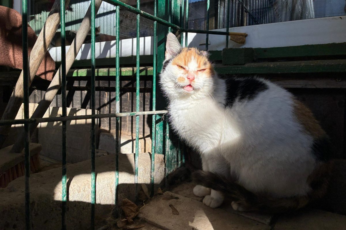 WhatsApp z3-03 at 12.07.53